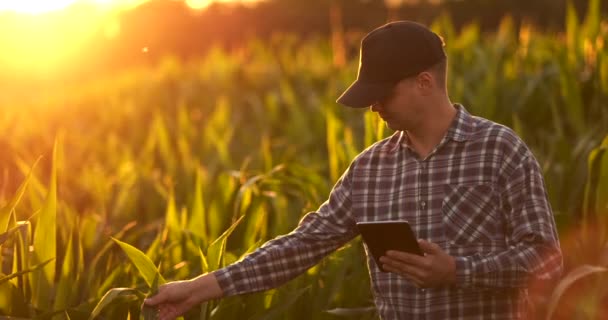 Lentille : agriculteur avec un comprimé pour surveiller la récolte, un champ de maïs au coucher du soleil. Homme agriculteur avec une tablette surveille la récolte, champ de maïs au coucher du soleil, ralenti vidéo . — Video