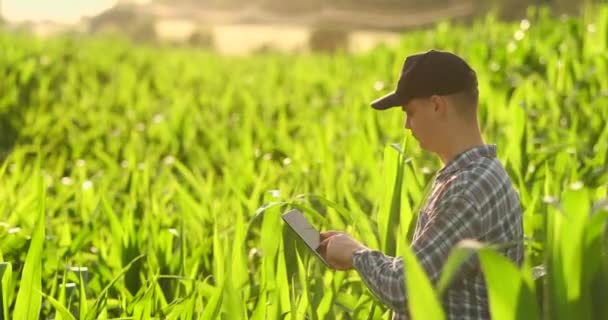 Un agricultor macho con una tableta al atardecer en un campo de maíz examina las plantas y utiliza los controles de aplicación y envía para análisis datos sobre la cosecha exitosa — Vídeos de Stock