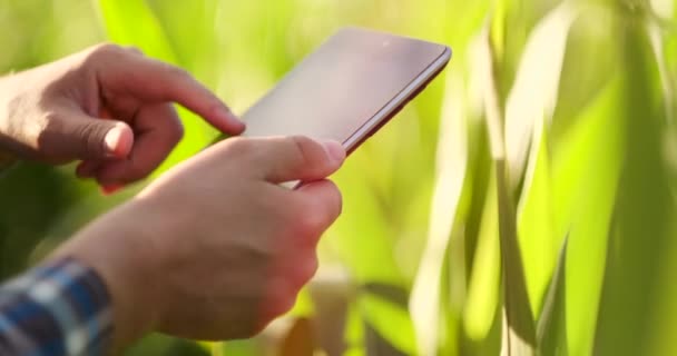 Close-up da chama da lente: agricultores Mãos segurando computador tablet e tocando e inspecionando folhas no campo de milho ao pôr do sol — Vídeo de Stock