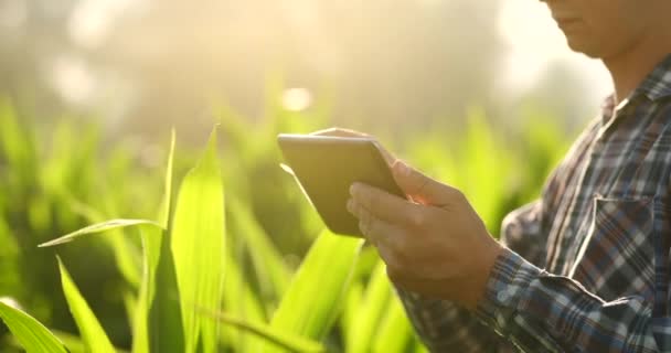 Feche a mão masculina que toca uma folha. Agricultor sênior segurando um laptop em um campo de milho assumindo o controle do rendimento . — Vídeo de Stock