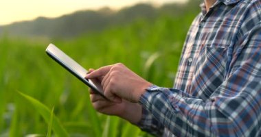 Mısır bir alanda gün batımında bir tablet ile bir erkek çiftçi bitkileri inceler ve uygulama kontrolleri kullanarak ve başarılı hasat analiz verileri için gönderir