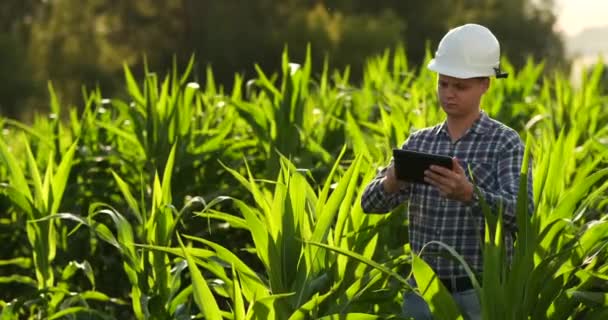 Farmer using digital tablet computer, cultivated corn plantation in background. Modern technology application in agricultural growing activity concept. — Stock Video