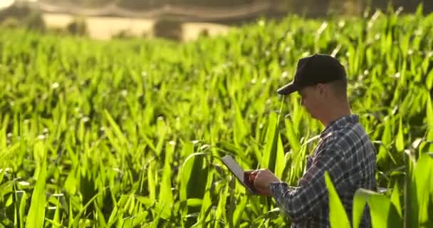 Rückseite: ein moderner Bauer mit einem Tablet-Computer in der Hand, der die Maisblätter auf dem Feld berührt — Stockvideo