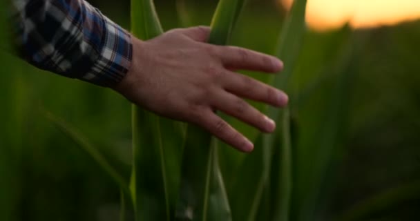 Feche a mão masculina que toca uma folha. Agricultor sênior segurando um laptop em um campo de milho assumindo o controle do rendimento . — Vídeo de Stock