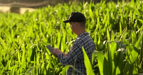 中间平面侧视图：男性农民用平板电脑在田间检查植物，并在日落时缓慢地将手指按在电脑屏幕上. — 图库视频影像