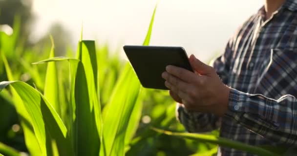 Primer plano de la mano del agricultor con teléfono móvil o tableta De pie en. El campo de arroz con hoz, guadaña o anzuelo para cosechar . — Vídeos de Stock