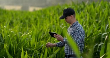 Çiftçi dijital tablet bilgisayar kullanarak, arka planda mısır ekimi ekili. Tarımsal büyüme faaliyet anlayışında modern teknoloji uygulaması.