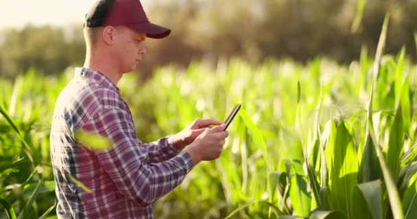 Vista lateral de planta media: agricultor masculino con tableta que inspecciona las plantas en el campo y presiona sus dedos en la pantalla del ordenador en cámara lenta al atardecer . — Vídeos de Stock