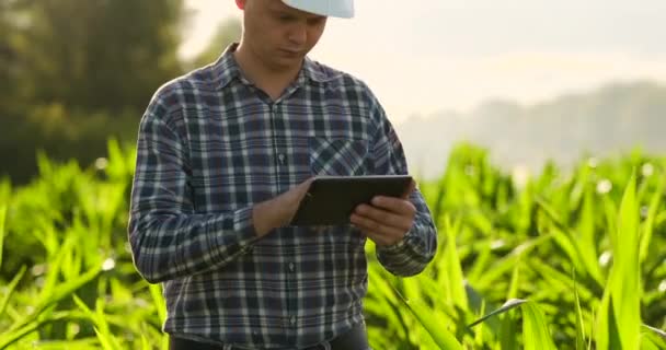 Boer met behulp van digitale Tablet PC, gekweekte maïs plantage op de achtergrond. Moderne technologie toepassing in agrarische teeltactiviteiten concept. — Stockvideo