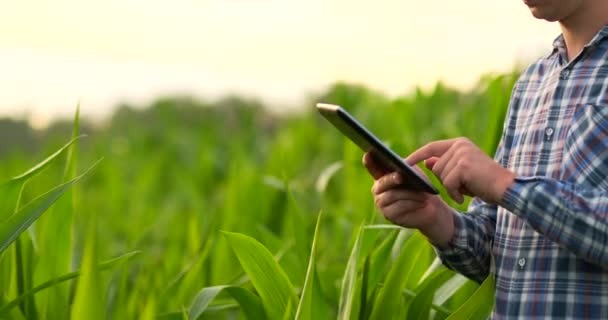 Mittlere Seitenansicht: Bauer mit Tablet-Computer inspiziert Pflanzen auf dem Feld und drückt bei Sonnenuntergang seine Finger in Zeitlupe auf den Computerbildschirm. — Stockvideo