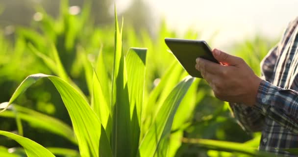 Ένας αρσενικός αγρότης με δισκίο κατά το ηλιοβασίλεμα σε ένα χωράφι καλαμποκιού εξετάζει τα φυτά και χρησιμοποιεί τους ελέγχους της εφαρμογής και στέλνει για ανάλυση δεδομένων σχετικά με την επιτυχή συγκομιδή — Αρχείο Βίντεο