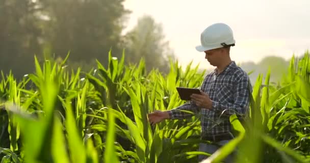 Agricultor usando tableta digital, plantación de maíz cultivado en el fondo. Aplicación de la tecnología moderna en el concepto de actividad agrícola creciente . — Vídeo de stock