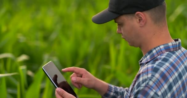 Visão traseira: um agricultor moderno com um computador tablet em suas mãos tocando as folhas de milho no campo — Vídeo de Stock