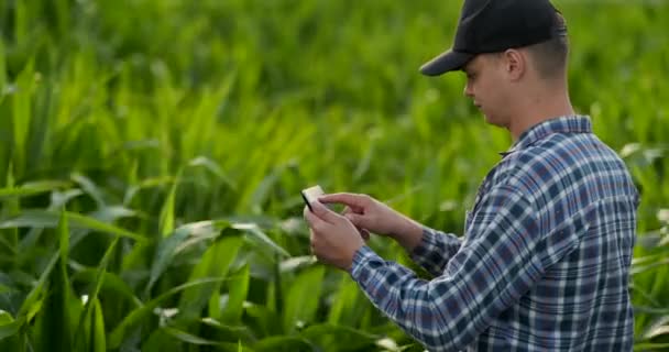 A male farmer with a tablet at sunset in a field of corn examines the plants and using the application controls and sends for analysis data on the successful harvest — Stock Video