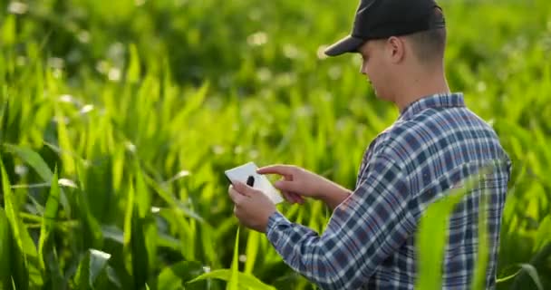 Orta plan yan görünüm: Tablet bilgisayar alanında bitkileri inceleyen erkek çiftçi ve gün batımında yavaş hareket le bilgisayar ekranında parmaklarını bastırır. — Stok video