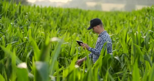 Rückseite: ein moderner Bauer mit einem Tablet-Computer in der Hand, der die Maisblätter auf dem Feld berührt — Stockvideo