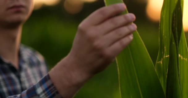 Bir yaprağa dokunan erkek elini kapatın. Kıdemli çiftçi verim kontrolü alarak bir mısır alanında bir dizüstü bilgisayar tutarak. — Stok video