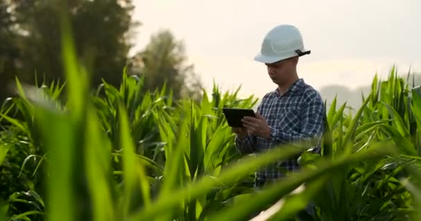 Farmer segítségével digitális tabletta számítógép, termesztett kukorica ültetvényt a háttérben. Modern technológia alkalmazása a mezőgazdasági termesztéstechnológia koncepciójában. — Stock videók
