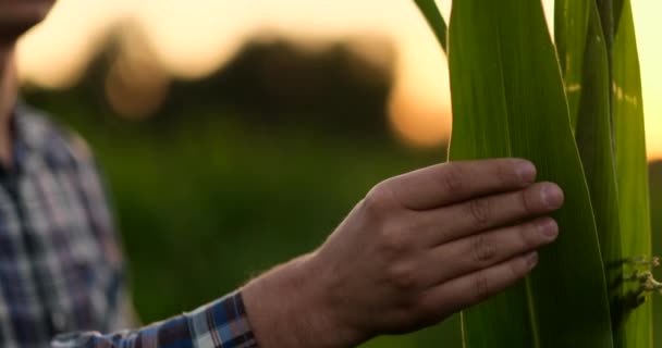 El agricultor está examinando las plantas de maíz al atardecer. Primer plano de la mano tocando hoja de maíz en el campo — Vídeo de stock