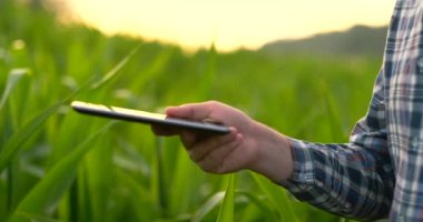 Dayanarak cep telefonu veya tablet kullanarak Farmer elini kapatın. Hasat için orak, tırpher veya kanca ile pirinç tarlası.