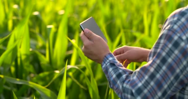 Vista posterior: un agricultor moderno con una tableta en sus manos tocando las hojas de maíz en el campo — Vídeo de stock
