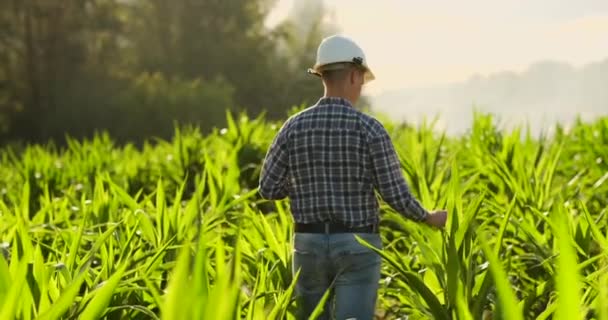 Vista posterior: un agricultor moderno con una tableta en sus manos tocando las hojas de maíz en el campo — Vídeo de stock