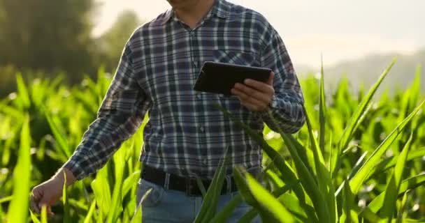 Primer plano de la llamarada de la lente: agricultores Manos sosteniendo la tableta y tocando e inspeccionando las hojas en el campo de maíz al atardecer — Vídeos de Stock