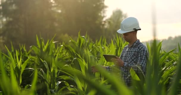 Középső terv oldalnézet: férfi farmer tabletta számítógép ellenőrzése növényeket a területen, és megnyomja az ujjait a számítógép képernyőjén lassítva naplementekor. — Stock videók