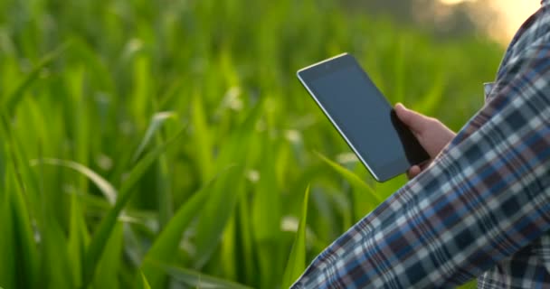 Un agricultor macho con una tableta al atardecer en un campo de maíz examina las plantas y utiliza los controles de aplicación y envía para análisis datos sobre la cosecha exitosa — Vídeo de stock