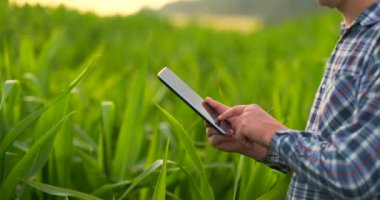 Bir yaprağa dokunan erkek elini kapatın. Kıdemli çiftçi verim kontrolü alarak bir mısır alanında bir dizüstü bilgisayar tutarak.