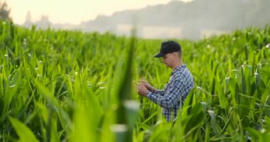 Çiftçi dijital tablet bilgisayar kullanarak, arka planda mısır ekimi ekili. Tarımsal büyüme faaliyet anlayışında modern teknoloji uygulaması.