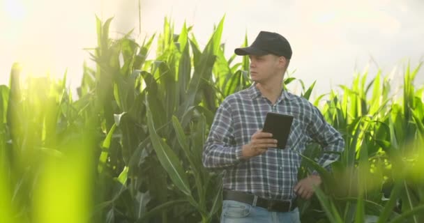若い男性の農学者や農業技術者は、農学の研究のためのデジタルタブレットとペンで緑の田んぼを観察します。農業と技術の概念. — ストック動画