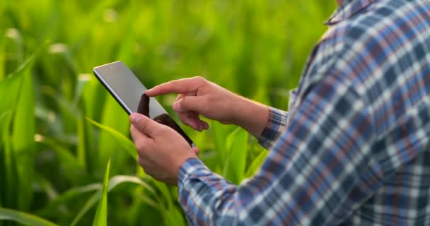 Vista posterior: un agricultor moderno con una tableta en sus manos tocando las hojas de maíz en el campo — Vídeo de stock