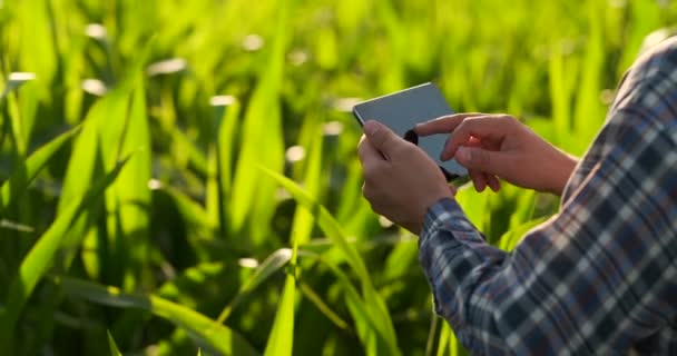 Primer plano de la llamarada de la lente: agricultores Manos sosteniendo la tableta y tocando e inspeccionando las hojas en el campo de maíz al atardecer — Vídeo de stock