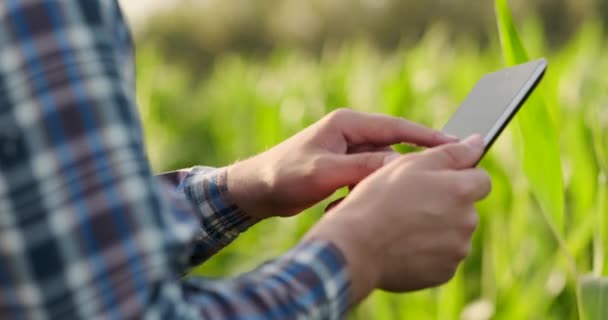 Вид ззаду: Сучасний фермер з планшетним комп'ютером в руках торкається листя кукурудзи в полі — стокове відео