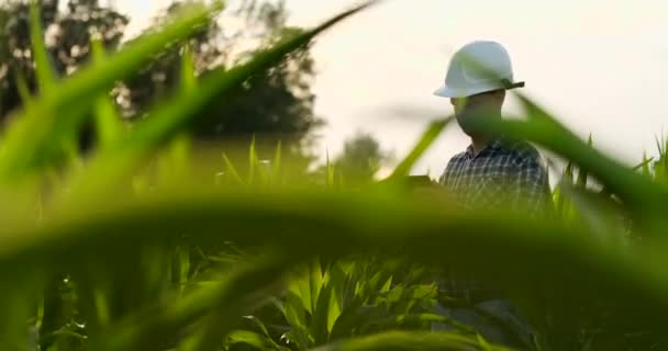 A férfi mezőgazdasági termelő egy tabletta naplementében egy olyan területen, a kukorica vizsgálja a növényeket és használata a kérelem ellenőrzéseket, és elküldi az elemzési adatok a sikeres betakarítás — Stock videók