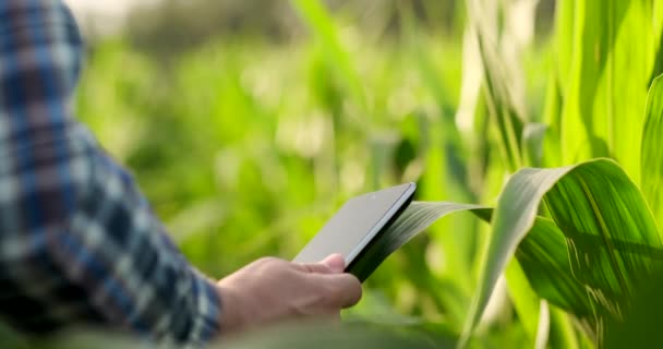 El agricultor está examinando las plantas de maíz al atardecer. Primer plano de la mano tocando hoja de maíz en el campo — Vídeo de stock