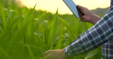 Yakın çekim: eller mühendis bir tablet bilgisayar ile gün batımında modern bir çiftlikte alanlarda bitkiler incelemek.