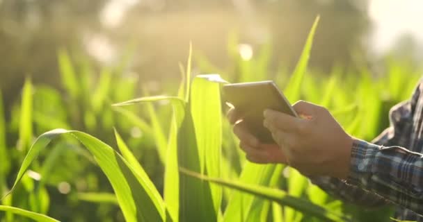 Gros plan de la main du fermier à l'aide d'un téléphone mobile ou d'une tablette Debout. La rizière avec faucille, faux ou hameçon pour la récolte . — Video