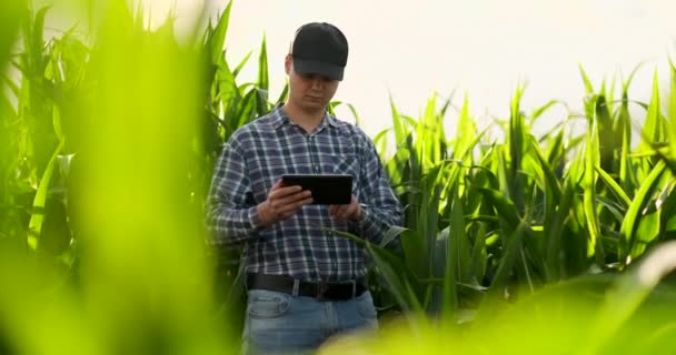 Farmer using digital tablet computer, cultivated corn plantation in background. Modern technology application in agricultural growing activity concept. — Stock Video