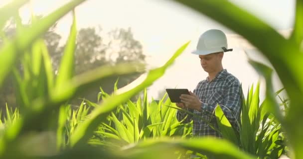 Fiatal hím agronómus vagy mezőgazdasági mérnök megfigyelő zöld rizs mező digitális tabletta és toll az agronómia kutatás. Mezőgazdaság-és technológiai koncepciók. — Stock videók