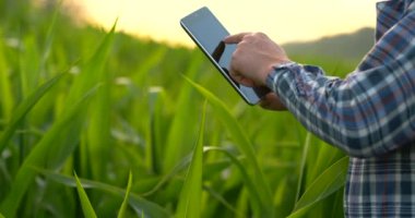 Geri görünüm: Elinde bir tablet bilgisayar ile modern bir çiftçi alanında mısır yaprakları dokunmadan