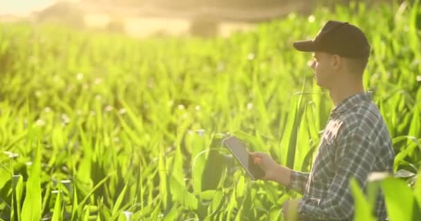 Farmer using digital tablet computer, cultivated corn plantation in background. Modern technology application in agricultural growing activity concept. — Stock Video