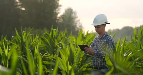 Un agricultor macho con una tableta al atardecer en un campo de maíz examina las plantas y utiliza los controles de aplicación y envía para análisis datos sobre la cosecha exitosa — Vídeos de Stock