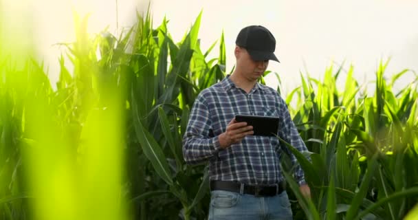 Joven agrónomo masculino o ingeniero agrícola observando el campo de arroz verde con tableta digital y pluma para la investigación agronómica. Conceptos de agricultura y tecnología . — Vídeos de Stock