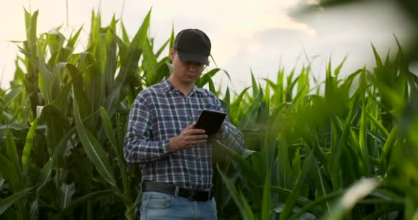 Un agricultor macho con una tableta al atardecer en un campo de maíz examina las plantas y utiliza los controles de aplicación y envía para análisis datos sobre la cosecha exitosa — Vídeos de Stock