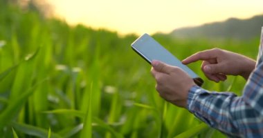 Dayanarak cep telefonu veya tablet kullanarak Farmer elini kapatın. Hasat için orak, tırpher veya kanca ile pirinç tarlası.