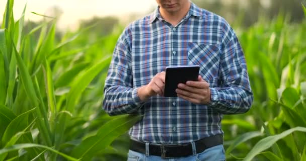 Agricultor usando tableta digital, plantación de maíz cultivado en el fondo. Aplicación de la tecnología moderna en el concepto de actividad agrícola creciente . — Vídeos de Stock