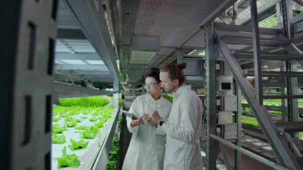 Moderne vertikale Landwirtschaft und ihre Mitarbeiter, die sich um Pflanzen kümmern. Produktion von pflanzlichen Lebensmitteln in vertikal gestapelten Schichten — Stockvideo
