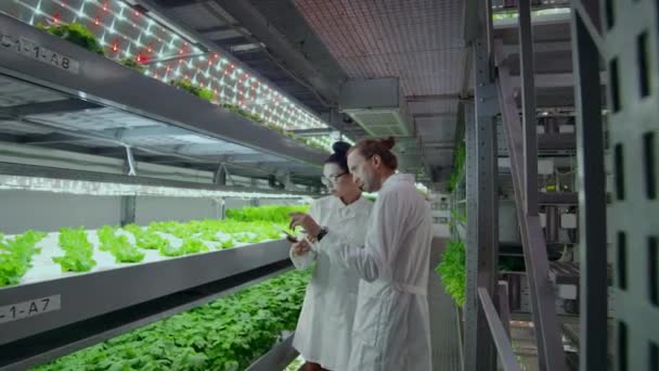 温室で有機水耕栽培の植物園を働かるためのタブレットと白いスーツの現代科学者のグループ. — ストック動画